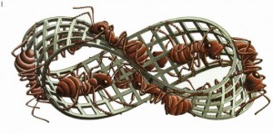 mobius-strip-ii